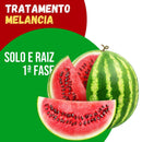 Tratamento Para Melancia: Solo e Raiz 1ª Fase