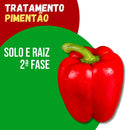 Tratamento Para Pimentão: Solo e Raiz 2ª Fase