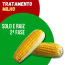 Tratamento Para Milho: Solo e Raiz 2ª Fase