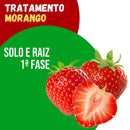 Tratamento Para Morango: Solo e Raiz 1ª Fase