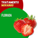 Tratamento Para Morango: Florada