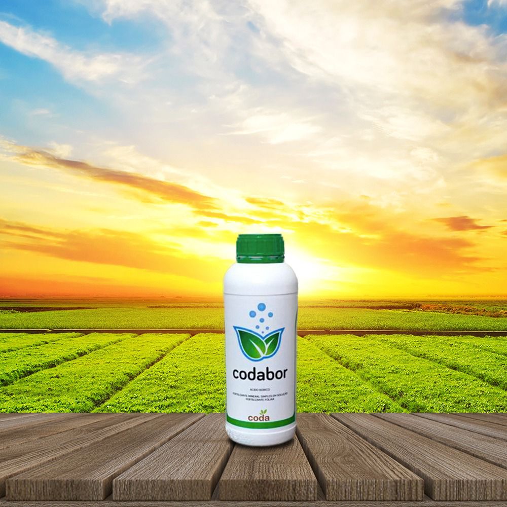 Codabor 01 LT